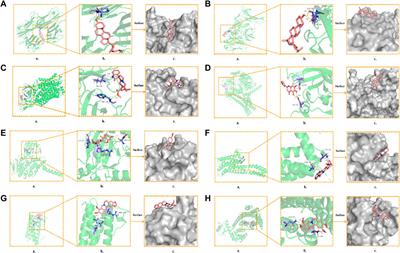 Network pharmacology, molecular docking, and experimental validation to explore the potential mechanism of Long Mu Qing Xin mixture for the treatment of attention deficit hyperactivity disorder